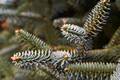Abies pinsapo Glauca IMG_9410 Jodła hiszpańska